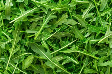 Fototapeta premium Close-Up of a Pile of Peppery Arugula Leaves, Highlighting Freshness and Vibrant Green Tones. Ideal for Salad Recipes, Healthy Eating Content, or Food Photography 