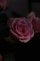 pink rose on black