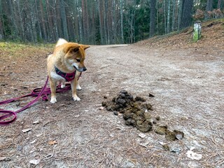Red dog, Japanese Shiba Inu breed dog peeing in autumn forest or park in Estonia, Europe, huge pile of dog poop next to the dog.