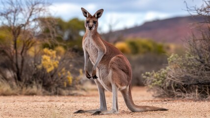 Fototapeta premium Kangaroo standing against the background of a natural arid landscape. Blurred dry bushes and trees are depicted in the background, and hills in the distance under a partially cloudy sky. 