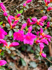 A bunch of pink flowers with green leaves