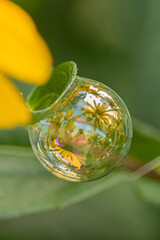 Flower in a bubble