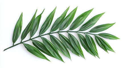 Fototapeta premium A Single Branch of Green Palm Leaves on White Background