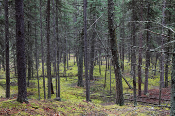 forest in Banff National Park, Alberta, Canada, North America