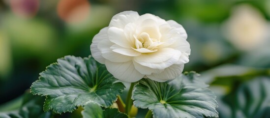 Close-up of a Single White Begonia Flower with Green Leaves