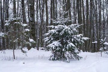 snow covered pine trees