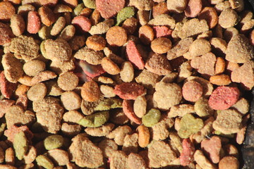 Dry Cat Food Close-up