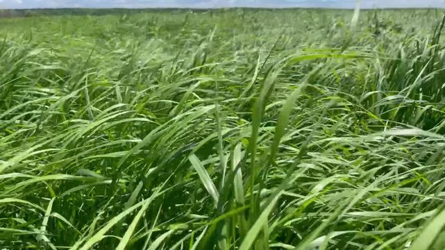 Green grass waving in the strong wind in meadow in summer