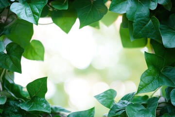 Fototapeta premium Green leaves frame a blurred natural background.