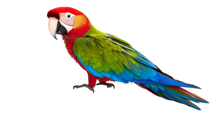 Obraz premium A colorful parrot with bright red, green, and blue feathers isolated on a transparent background, PNG