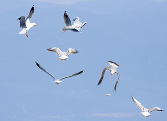 Obraz premium Flock of Seagulls Flying Over Blue Sky. A group of seagulls soaring mid-air with one holding a fish in its beak, against a clear blue sky background...