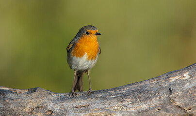 The European robin - at the wet forest in autumn