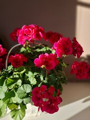 Beautiful bright flowers of pelargonium. Home gardening. Hobby.