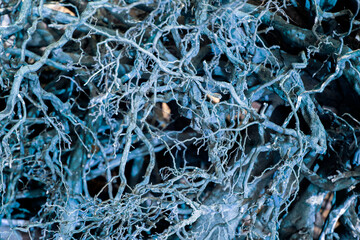 View of chaotic interweaving of roots. The roots of the bush are painted in different colors, view from above. View of the lump of roots of the bush in different colors.