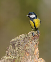 Great tit in autumn at a wet forest