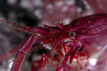 Portret of pink shrimp. Photo was taken in North Sulawesi, island Bangka, Indonesia
