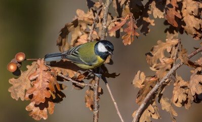 Great tit in autumn at a wet forest