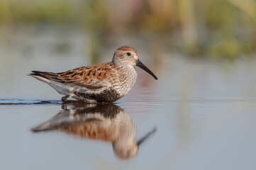 Dunlin - adult bird at a wetland on the spring migration 