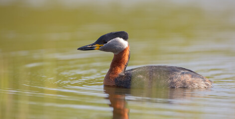 Red-necked grebe at the small lake in spring