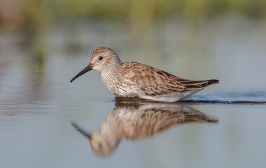 Dunlin - adult bird at a wetland on the spring migration 