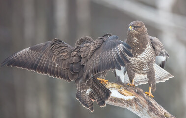 Common Buzzard in winter at a wet forest
