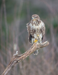 Common Buzzard in winter at a wet forest