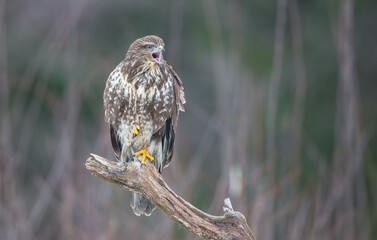 Common Buzzard in winter at a wet forest