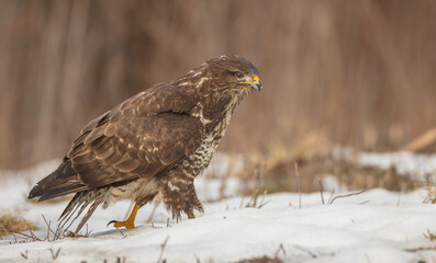 Common Buzzard in winter at a wet forest