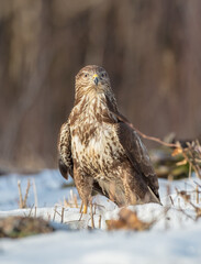 Common Buzzard in winter at a wet forest