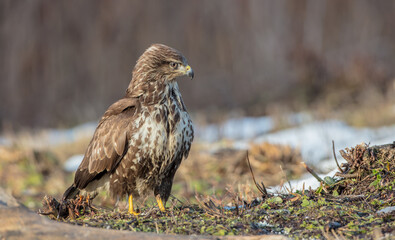 Common Buzzard in winter at a wet forest