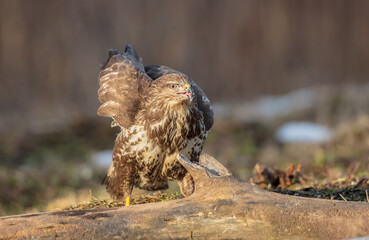 Common Buzzard in winter at a wet forest