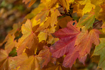 Close-up view of orange and red coloured maple leaves on tree branches in a sunny autumn day. Abstract fall season background. Soft focus. Copy space. Beauty in nature theme.