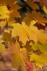 Close-up view of orange coloured maple leaves on tree branches in a sunny autumn day. Abstract fall season background. Soft focus. Copy space. Beauty in nature theme.