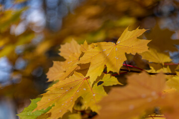 Close-up view of orange coloured maple leaves on tree branches in a sunny autumn day. Abstract fall season background. Soft focus. Copy space. Beauty in nature theme.
