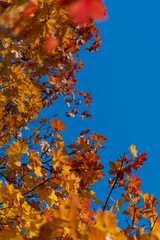 Low angle view of orange and red coloured maple leaves on tree branches in a sunny autumn day. Abstract fall season background. Clear blue sky. Soft focus. Copy space. Beauty in nature theme.