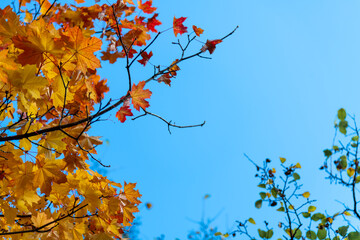 Low angle view of orange and red coloured maple leaves on tree branches in a sunny autumn day. Abstract fall season background. Clear blue sky. Soft focus. Copy space. Beauty in nature theme.
