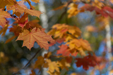 Close-up view of orange coloured maple leaves on tree branches in a sunny autumn day. Abstract fall season background. Soft focus. Copy space. Beauty in nature theme.