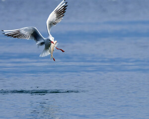 Seagull Catching Fish Mid-Flight Over Water. A seagull captured mid-flight holding a fish in its beak, skimming the water's surface with blurred birds in the background...