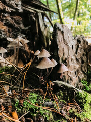 A group of mushrooms growing on a log