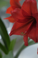 red lily flower