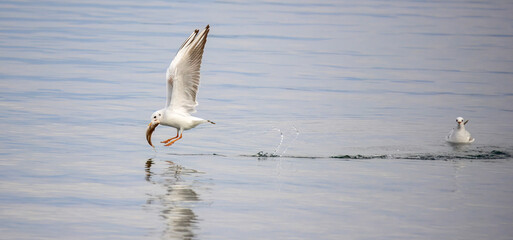 Seagull Catching Fish Mid-Flight Over Water. A seagull captured mid-flight holding a fish in its beak, skimming the water's surface with blurred birds in the background...