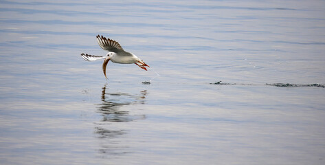 Seagull Catching Fish Mid-Flight Over Water. A seagull captured mid-flight holding a fish in its beak, skimming the water's surface with blurred birds in the background...