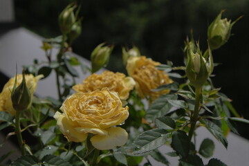 yellow roses on the balcony