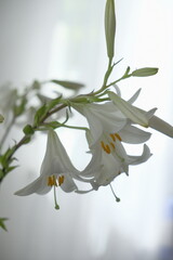 white lily flower