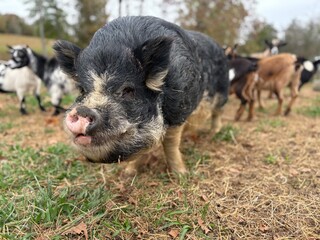 Big old black pot belly pig looking at me on the farm close up man he is ugly! But wow he is cool! :)