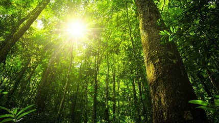 Fototapeta premium Sunbeams Through Lush Greenery in a Dense Forest