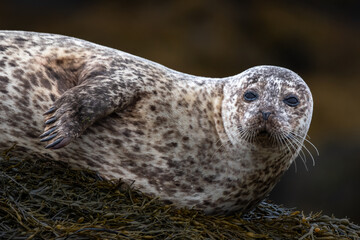 Relaxing Common Seal/Harbor Seal (Phoca Vitulina) At The Atlantic Coast Of The Isle Of Skye Near Dunvegan In Scotland, UK