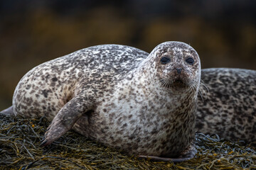 Relaxing Common Seal/Harbor Seal (Phoca Vitulina) At The Atlantic Coast Of The Isle Of Skye Near Dunvegan In Scotland, UK