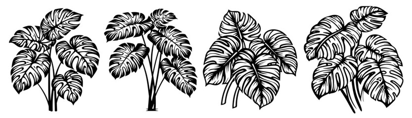 set of tropical monstera leaves in black hand-drawn style vector collection