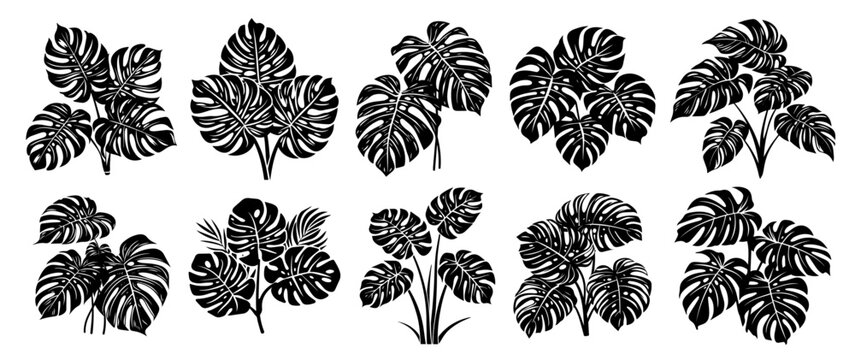 tropical monstera foliage set in detailed black graphic vector